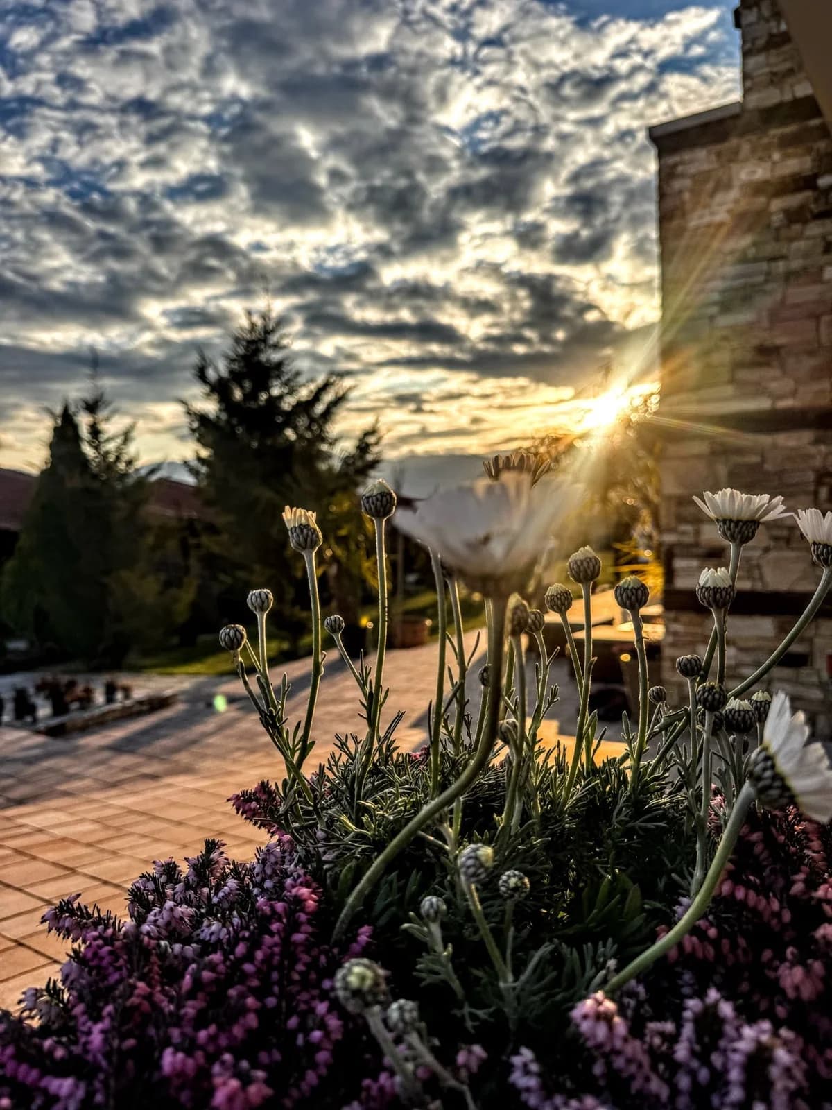 Маргаритки на залез в градините на Боже Име Spa & Park