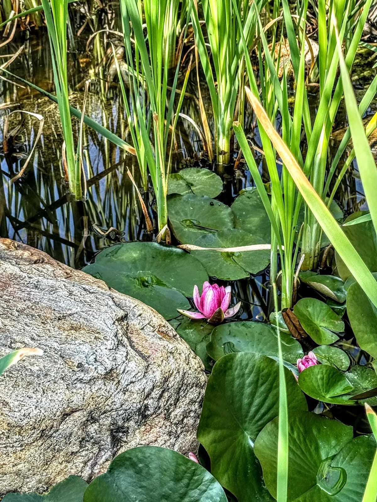 Водна лилия в езерцето на Боже Име Spa & Park